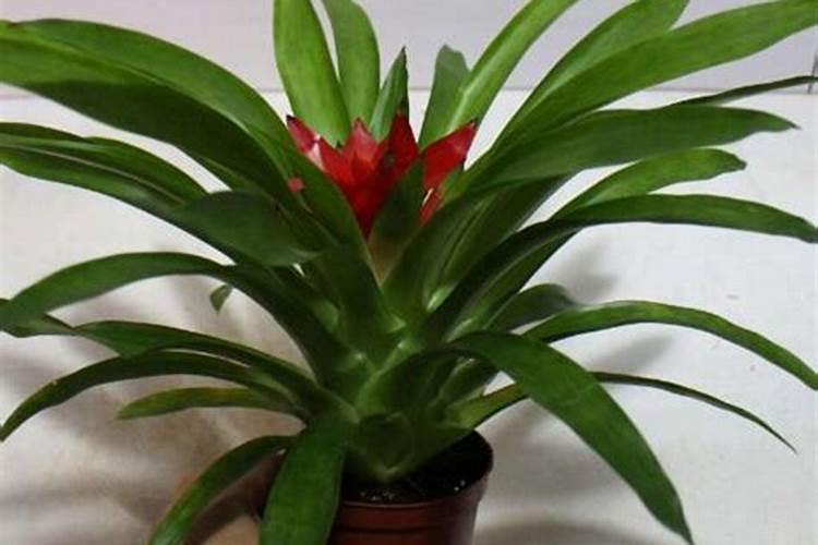 鸿运当头的养殖方法和注意