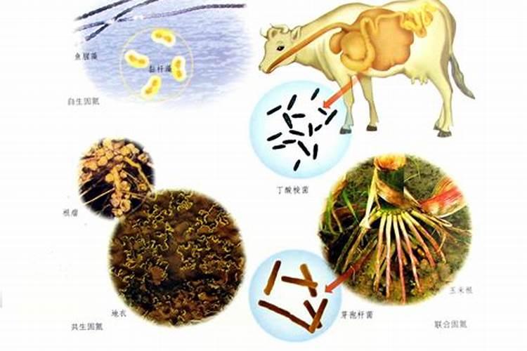 云南建水葡萄,用什么水溶肥好？