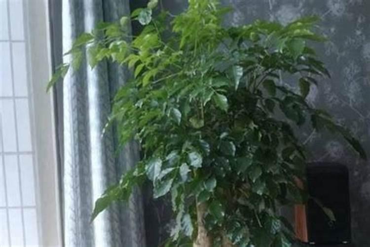 柑橘异常落叶的原因有哪些？怎么预防柑橘异常落叶？