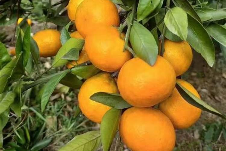 磷肥可以种什么菜