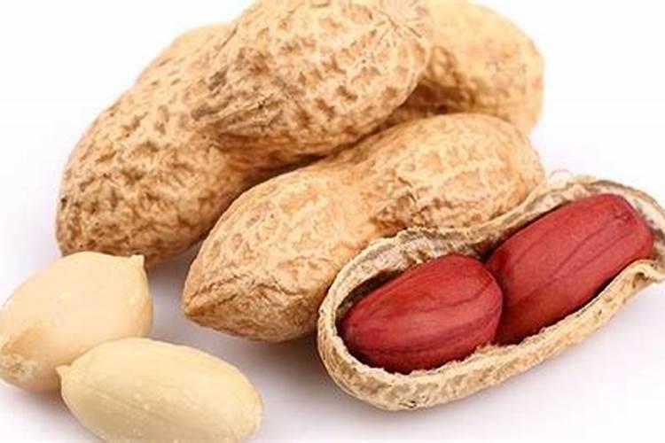 熟花生能直接埋在花盆里吗