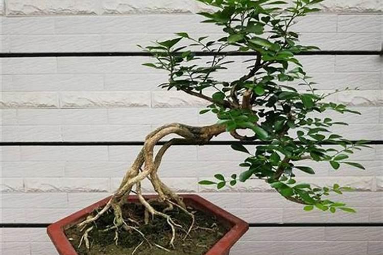 豌豆壳可以做花肥吗,具体的发酵方法
