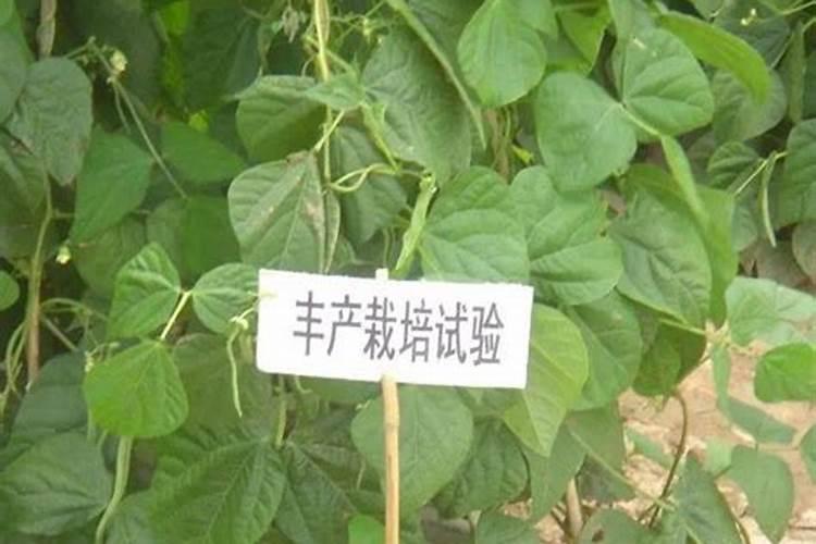 架豆王怎么种植管理 架豆如何种植管理