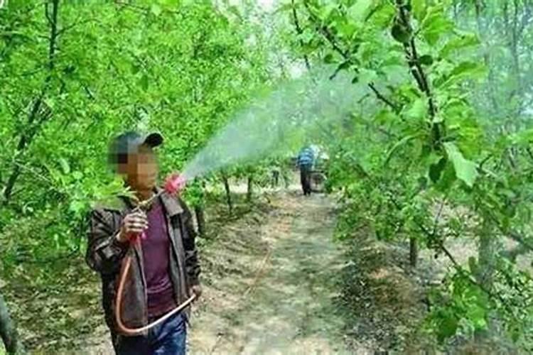 请问大神尿素可以当叶面肥使吗？怎么用？