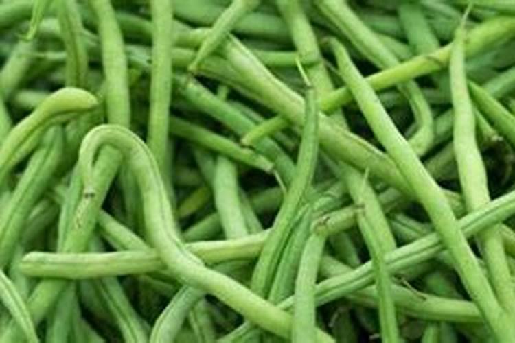 架豆王种植时间和方法