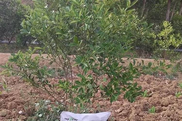 黑龙江佳木斯 预计种植十晌地也就是十公顷水稻 需要承包五晌 一晌是85...