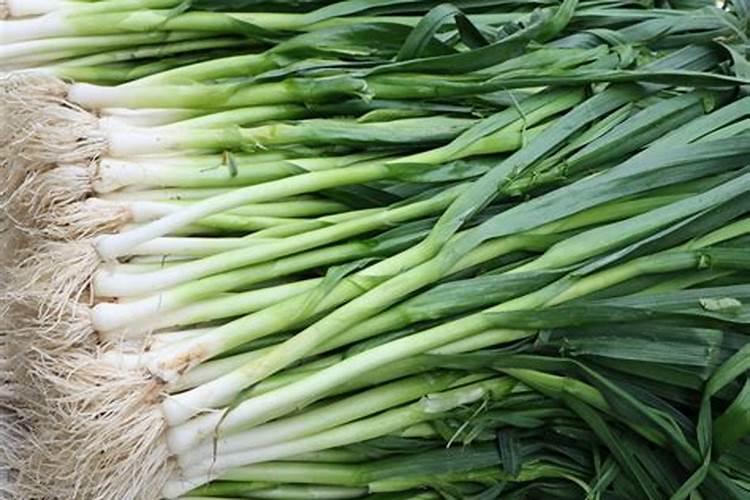 蒜苗用什么肥料最好