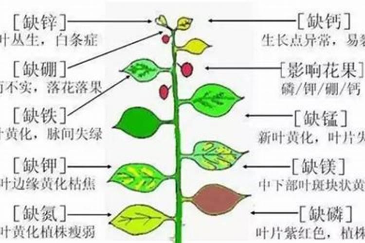 果树膨大期应该施什么肥？