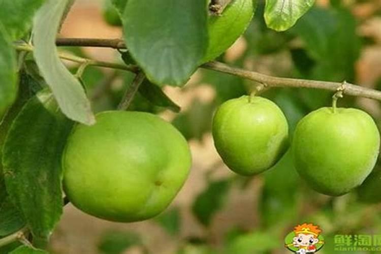 如何治疗大青枣白粉病