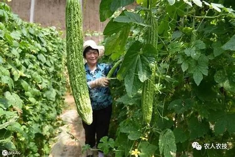 苦瓜结果了需要施什么肥