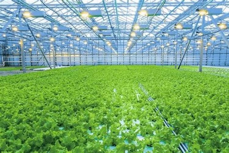 龙血树用什么肥料