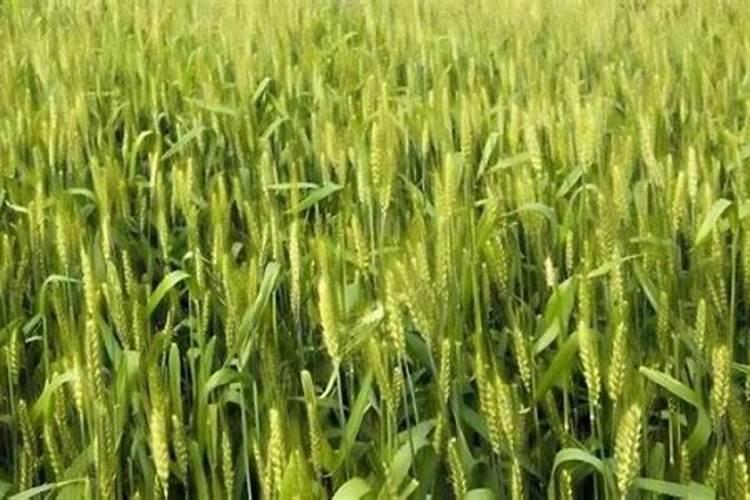 小麦打过除草剂几天能撒肥料
