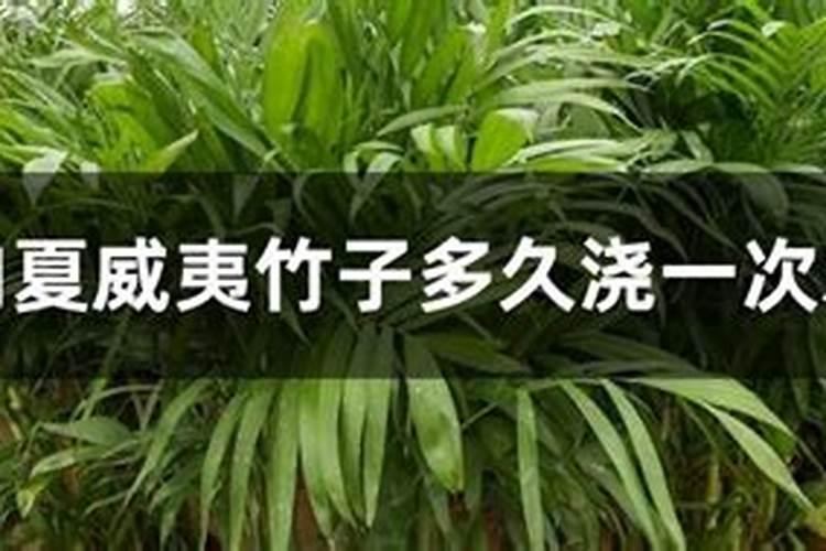 夏威夷竹适合放在哪里