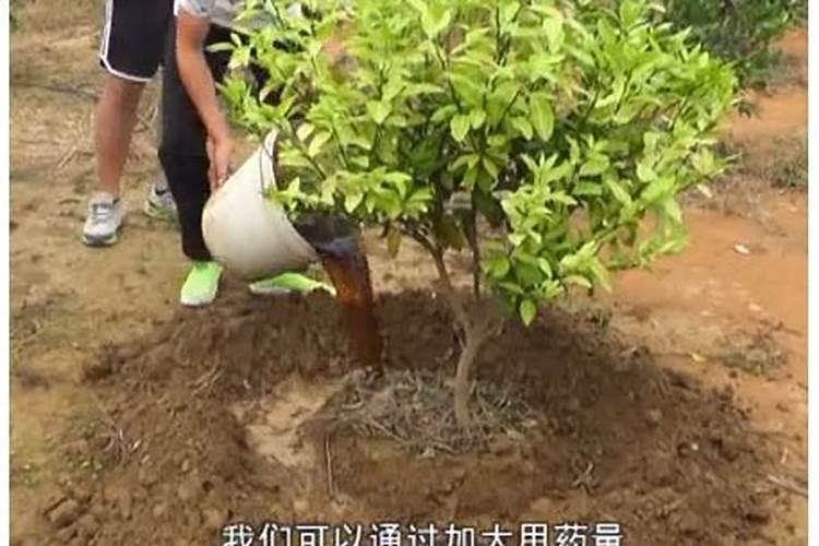 磷酸二氢钾果树灌根用量