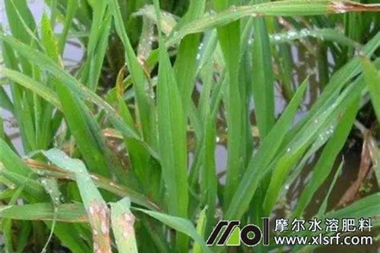 铵态氮肥、硝态氮肥、尿素的见效时间与肥效期各是多久？