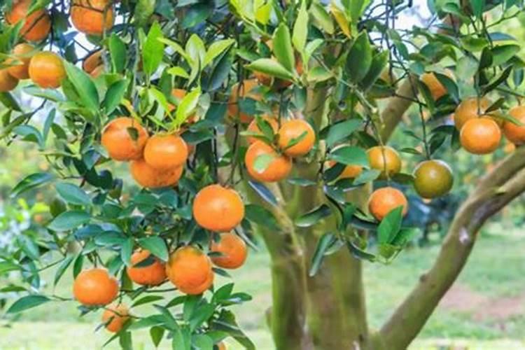 密桔树什么时候施肥最好？桔子树怎样使用水溶肥？