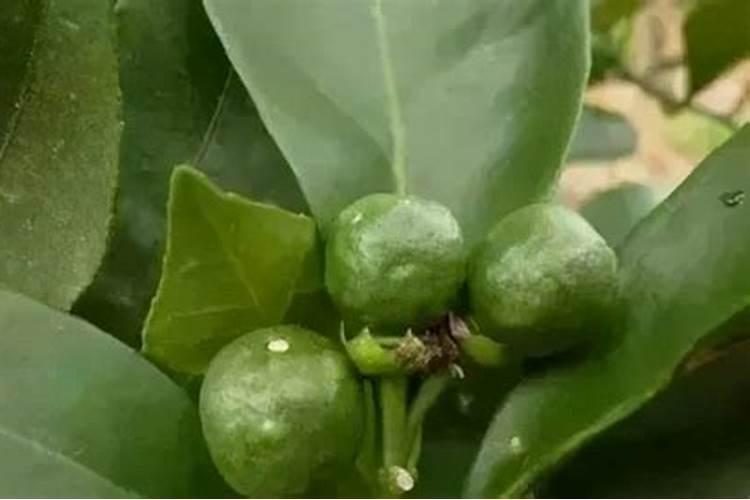 苹果树硼中毒怎么办