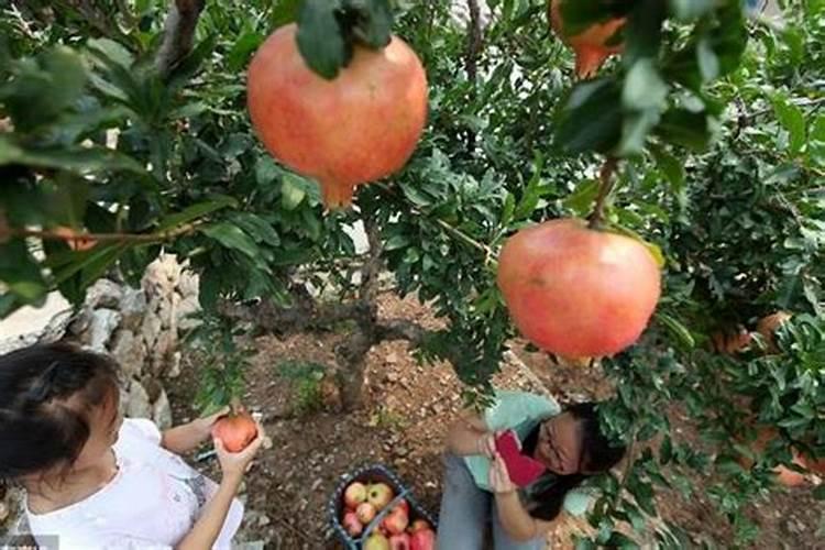 石榴夏季落果怎么办？