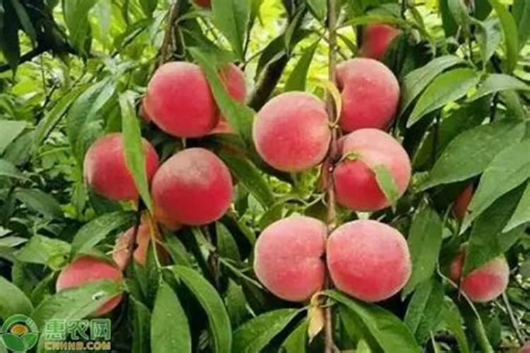 桃树施白糖桃能变甜吗