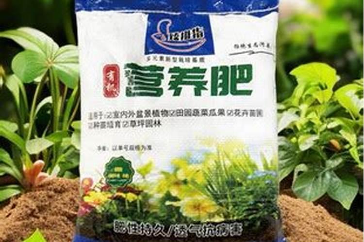 金钱树浇什么肥料合适