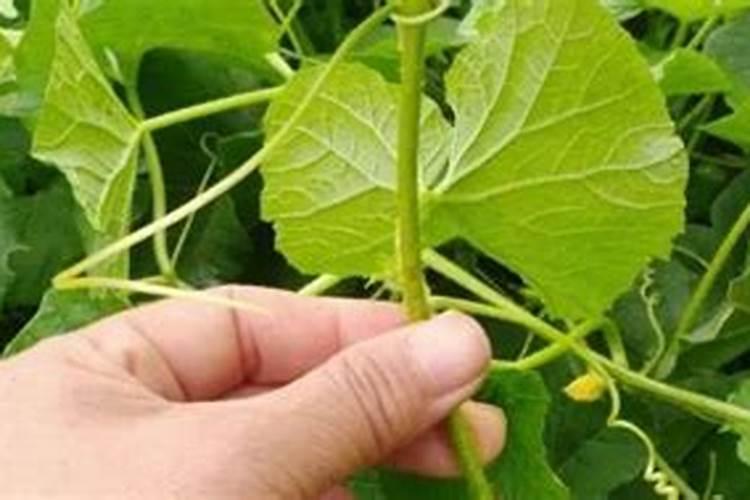 白梨瓜盘边能种黄瓜吗？