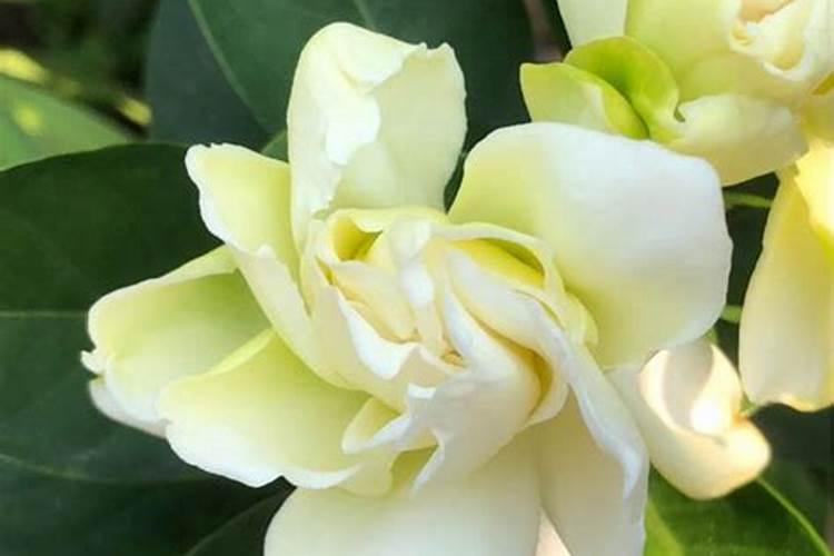 生土可栽山芋吗
