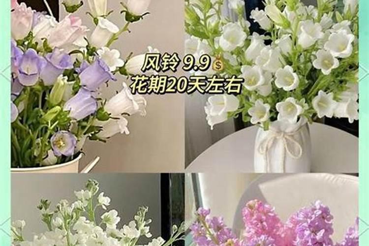 荷花需要什么肥料