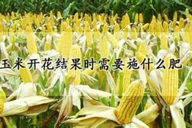 西红柿开花了可以施肥吗 选择什么肥料好