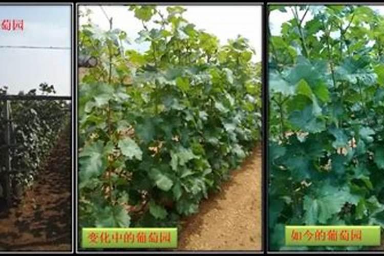 冬季施用农药,有哪些注意事项呢？