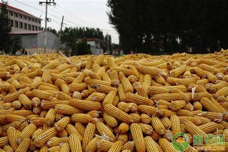 金正大控释玉米专用肥261212多少钱一吨