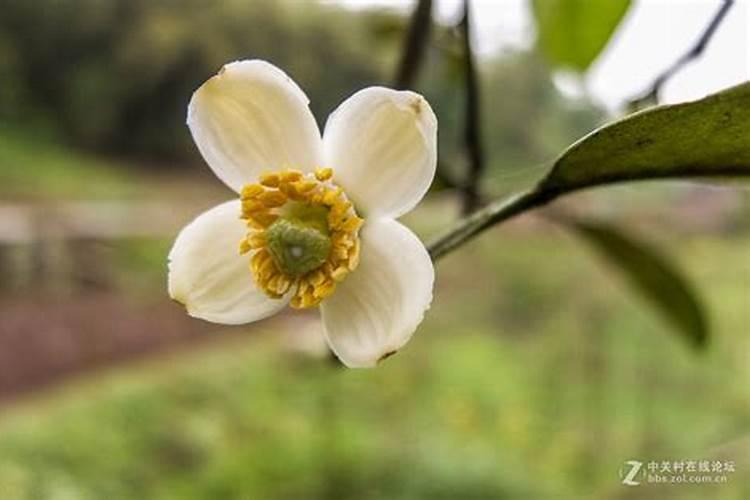 柚子施什么肥最甜,柚子树施什么肥比较好