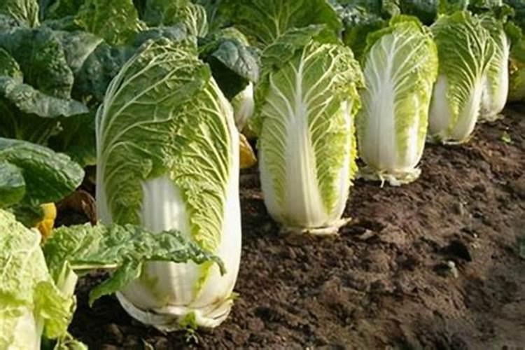 育的花菜白菜包菜苗出土后多少天可打点叶面肥？