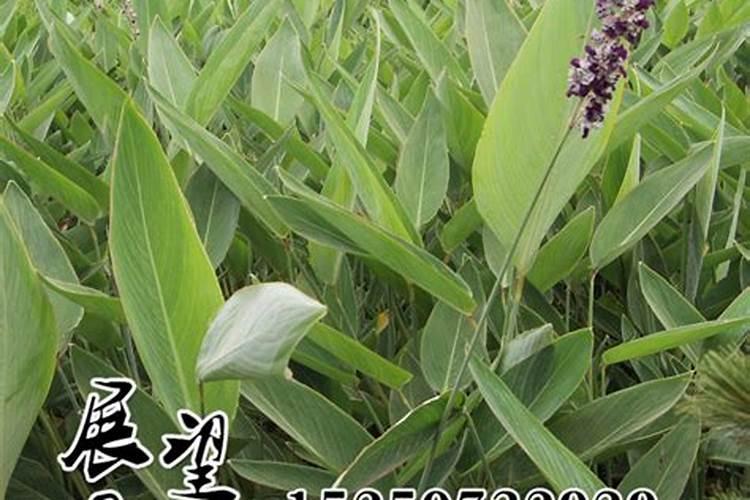 香蕉提苗用什么肥最好呢？