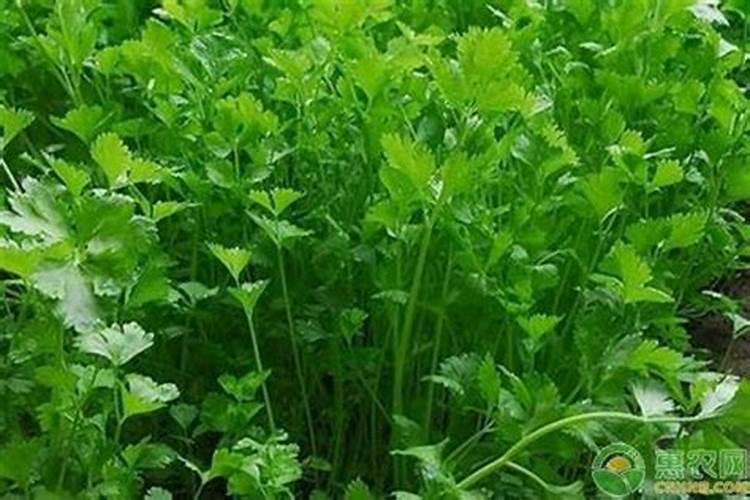 香菜出现绿黄花叶是什么情况？