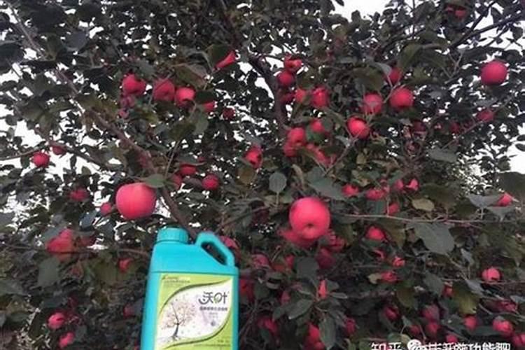 冲施肥在果树使用方法