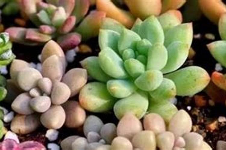 多肉叶片肥可以吧(多肉可以叶面施肥吗)