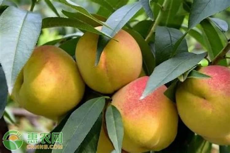 黄桃树施肥时间和方法