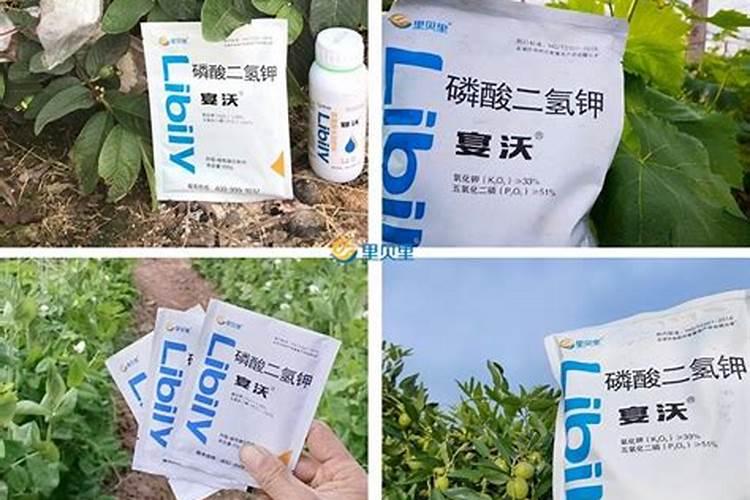 植物防冻剂有什么作用？正确的使用时间与使用方法是什么？