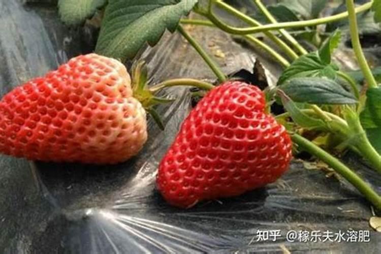 巨峰葡萄保花保果最佳配方