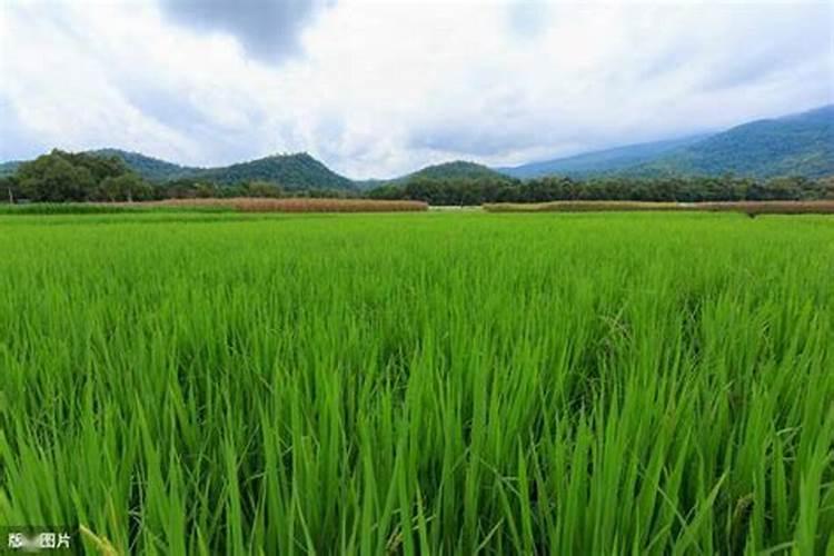 草莓移栽后如何缓苗 这些方法一定要知道