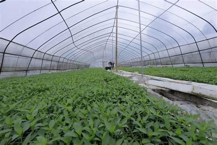 辣椒需要什么肥料 辣椒是多年生植物吗