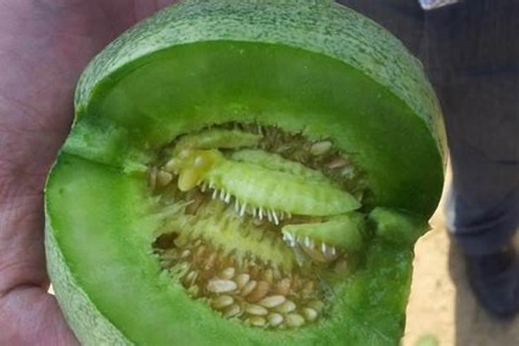梨瓜的种植怎么选种