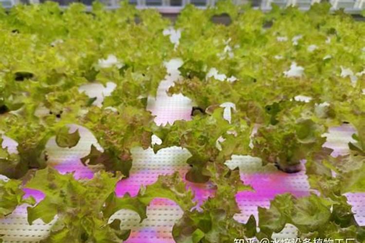 生菜追肥用什么肥料见效快(种生菜用什么肥料冲施最好)