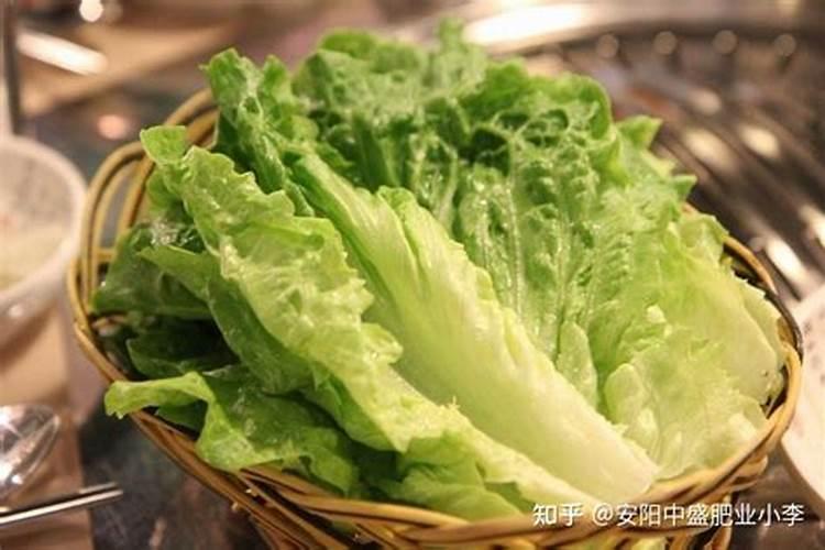 夏天生菜种植技术