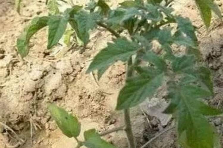 番茄膨大最快方法