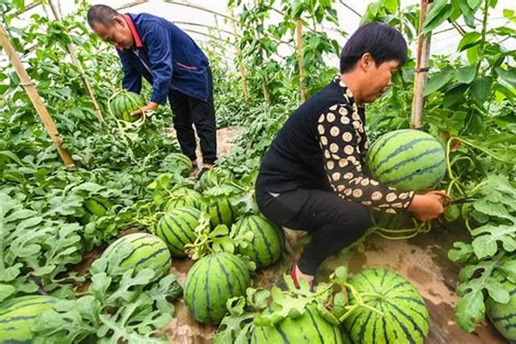 黄瓜用什么肥才能使产量高