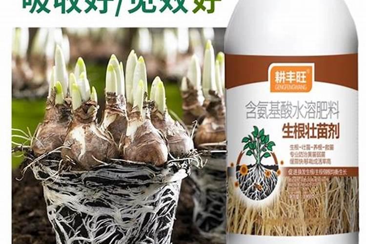 草莓有机肥多久浇一次水好