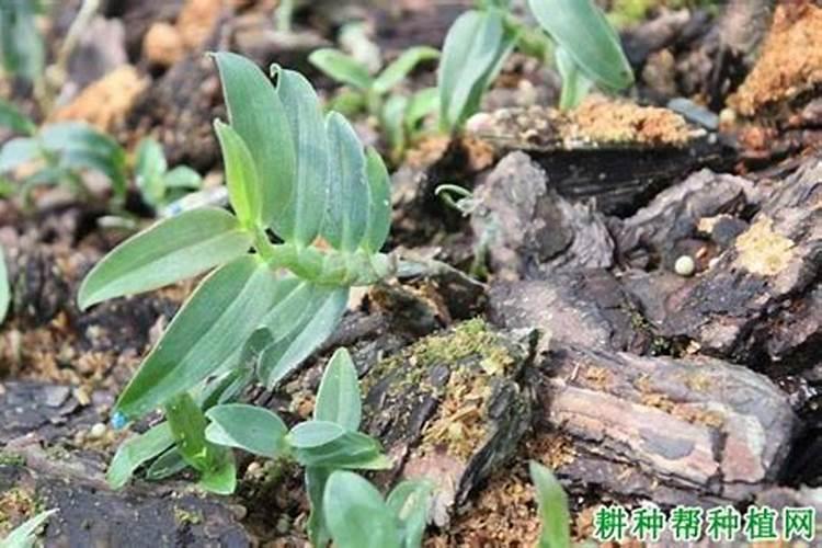 铁皮石斛用什么肥料好 施肥方法有哪些