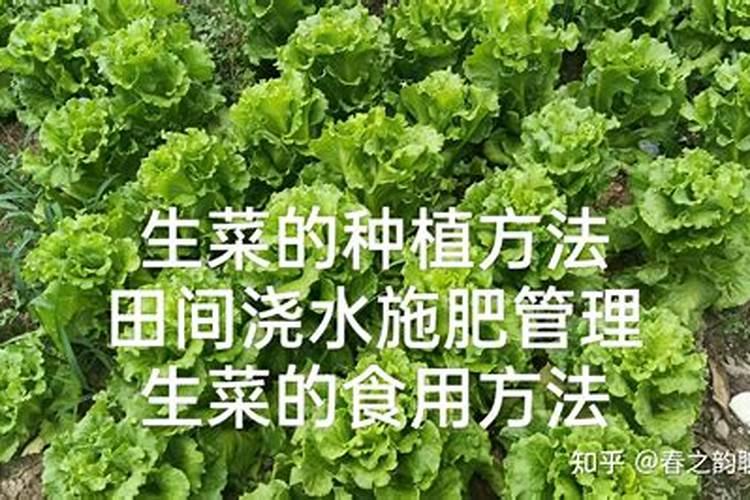 生菜施什么肥最好