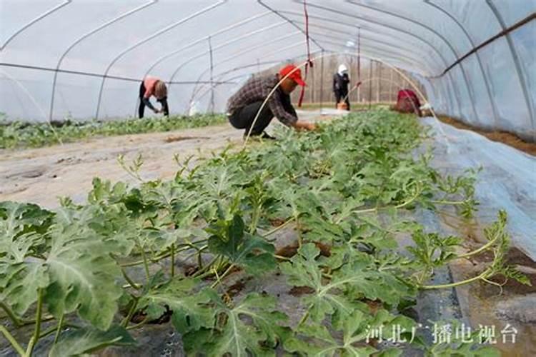 硼肥对西瓜苗能用么？